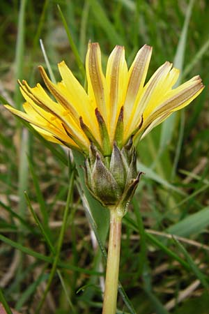 Taraxacum hollandicum \ Holl&auml;ndischer Sumpf-L�wenzahn / Dutch Marsh Dandelion, D M&uuml;nzenberg 25.4.2015