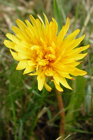 Taraxacum hollandicum \ Holl&auml;ndischer Sumpf-L�wenzahn / Dutch Marsh Dandelion, D M&uuml;nzenberg 25.4.2015