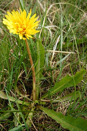 Taraxacum hollandicum \ Holl&auml;ndischer Sumpf-L�wenzahn / Dutch Marsh Dandelion, D M&uuml;nzenberg 25.4.2015