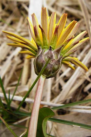 Taraxacum hollandicum \ Holl&auml;ndischer Sumpf-L�wenzahn / Dutch Marsh Dandelion, D M&uuml;nzenberg 25.4.2015