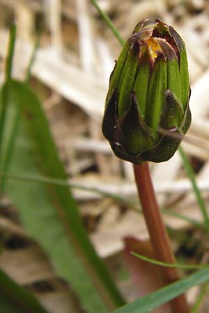 Taraxacum hollandicum \ Holl&auml;ndischer Sumpf-L�wenzahn / Dutch Marsh Dandelion, D M&uuml;nzenberg 25.4.2015