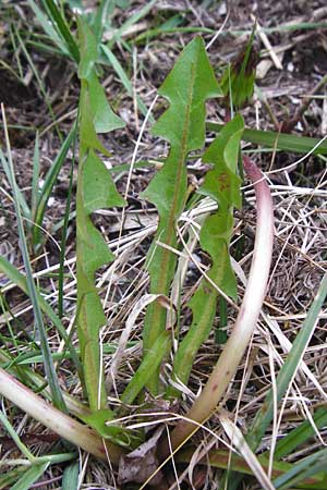 Taraxacum hollandicum \ Holl&auml;ndischer Sumpf-L�wenzahn / Dutch Marsh Dandelion, D M&uuml;nzenberg 25.4.2015