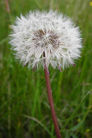Taraxacum hollandicum \ Holl&auml;ndischer Sumpf-L�wenzahn / Dutch Marsh Dandelion, D M&uuml;nzenberg 16.5.2015