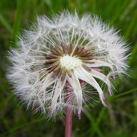 Taraxacum hollandicum \ Holl&auml;ndischer Sumpf-L�wenzahn / Dutch Marsh Dandelion, D M&uuml;nzenberg 16.5.2015