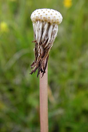 Taraxacum hollandicum \ Holl&auml;ndischer Sumpf-L�wenzahn / Dutch Marsh Dandelion, D M&uuml;nzenberg 16.5.2015