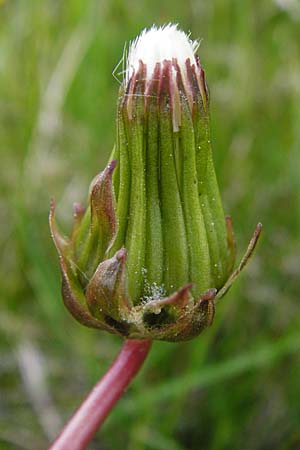 Taraxacum hollandicum \ Holl&auml;ndischer Sumpf-L�wenzahn / Dutch Marsh Dandelion, D M&uuml;nzenberg 16.5.2015