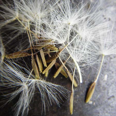 Taraxacum hollandicum \ Holl&auml;ndischer Sumpf-L�wenzahn / Dutch Marsh Dandelion, D M&uuml;nzenberg 16.5.2015