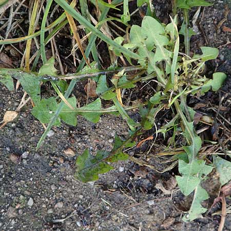 Taraxacum spec6 ? \ L�wenzahn / Dandelion, D Mannheim 8.11.2015