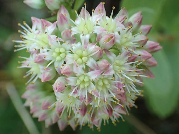 Hylotelephium telephium \ Purpur-Waldfetthenne / Witch's Moneybags, D Odenwald, Hammelbach 27.8.2016
