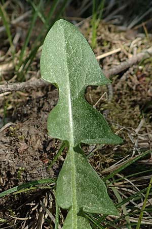 Taraxacum pruinatum ? \ Gr�nrippiger Haken-L�wenzahn / Pruinose Dandelion, D Ober-Roden 7.5.2018