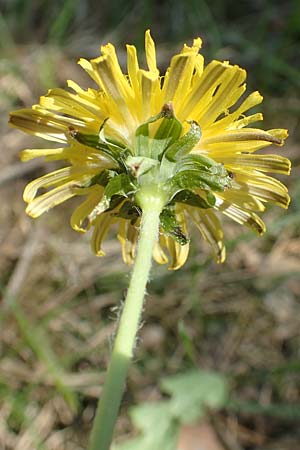 Taraxacum pruinatum ? \ Gr�nrippiger Haken-L�wenzahn / Pruinose Dandelion, D Ober-Roden 7.5.2018