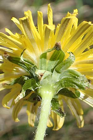 Taraxacum pruinatum ? \ Gr�nrippiger Haken-L�wenzahn / Pruinose Dandelion, D Ober-Roden 7.5.2018