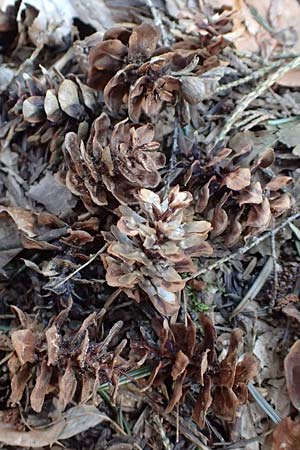 Tsuga heterophylla \ Westamerikanische Schierlings-Tanne, Westliche Hemlock-Tanne / Western Hemlock Fir, D Odenwald, Heiligkreuzsteinach 24.2.2019