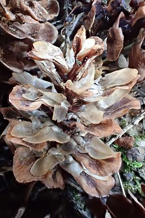 Tsuga heterophylla \ Westamerikanische Schierlings-Tanne, Westliche Hemlock-Tanne / Western Hemlock Fir, D Odenwald, Heiligkreuzsteinach 24.2.2019