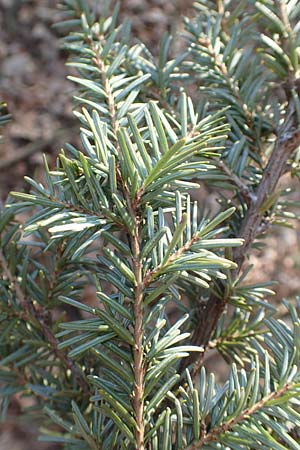 Tsuga heterophylla \ Westamerikanische Schierlings-Tanne, Westliche Hemlock-Tanne / Western Hemlock Fir, D Odenwald, Heiligkreuzsteinach 24.2.2019