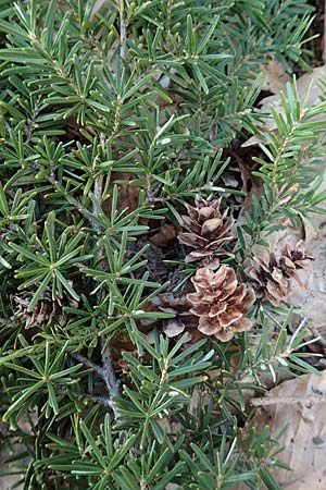 Tsuga heterophylla \ Westamerikanische Schierlings-Tanne, Westliche Hemlock-Tanne / Western Hemlock Fir, D Odenwald, Heiligkreuzsteinach 24.2.2019