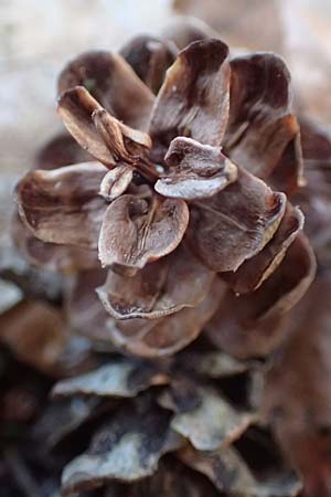 Tsuga heterophylla \ Westamerikanische Schierlings-Tanne, Westliche Hemlock-Tanne / Western Hemlock Fir, D Odenwald, Heiligkreuzsteinach 24.2.2019