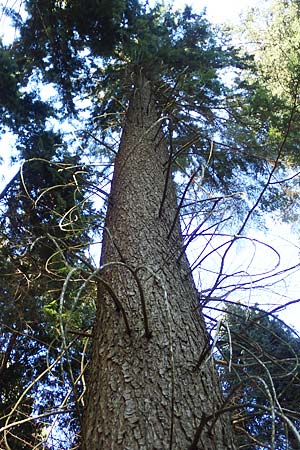 Tsuga heterophylla \ Westamerikanische Schierlings-Tanne, Westliche Hemlock-Tanne / Western Hemlock Fir, D Odenwald, Heiligkreuzsteinach 24.2.2019