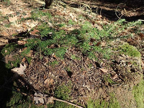 Tsuga heterophylla \ Westamerikanische Schierlings-Tanne, Westliche Hemlock-Tanne / Western Hemlock Fir, D Odenwald, Heiligkreuzsteinach 24.2.2019