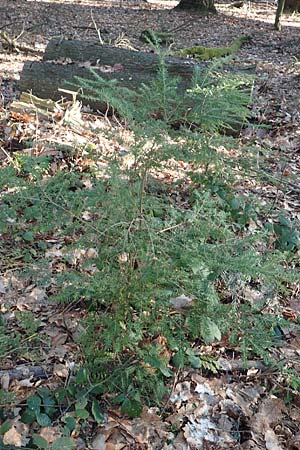 Tsuga heterophylla \ Westamerikanische Schierlings-Tanne, Westliche Hemlock-Tanne / Western Hemlock Fir, D Odenwald, Heiligkreuzsteinach 24.2.2019