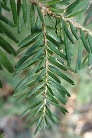 Tsuga heterophylla \ Westamerikanische Schierlings-Tanne, Westliche Hemlock-Tanne / Western Hemlock Fir, D Odenwald, Heiligkreuzsteinach 24.2.2019