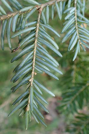Tsuga heterophylla \ Westamerikanische Schierlings-Tanne, Westliche Hemlock-Tanne / Western Hemlock Fir, D Odenwald, Heiligkreuzsteinach 24.2.2019