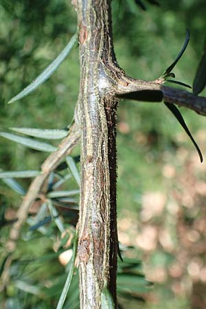 Tsuga heterophylla \ Westamerikanische Schierlings-Tanne, Westliche Hemlock-Tanne / Western Hemlock Fir, D Odenwald, Heiligkreuzsteinach 24.2.2019