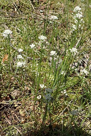 Teesdalia nudicaulis \ Kahler Bauernsenf / Shepherd's Cress, D Herborn 25.4.2019