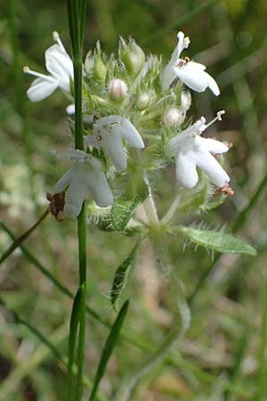 Thymus pulegioides subsp. carniolicus, Krainer Thymian, Krain-Arznei-Quendel