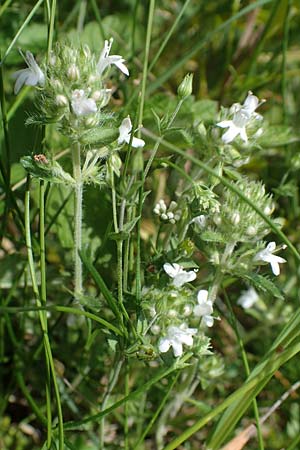Thymus pulegioides subsp. carniolicus \ Krainer Thymian, Krain-Arznei-Quendel / Krain Thyme, D Neuleiningen 16.6.2021