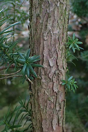 Taxus baccata \ Eibe / Yew, D Bad D&uuml;rkheim 23.2.2025