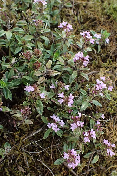 Thymus praecox subsp. hesperites \ Niederliegender Thymian / Procumbent Thyme, D Falkenstein 31.7.2025