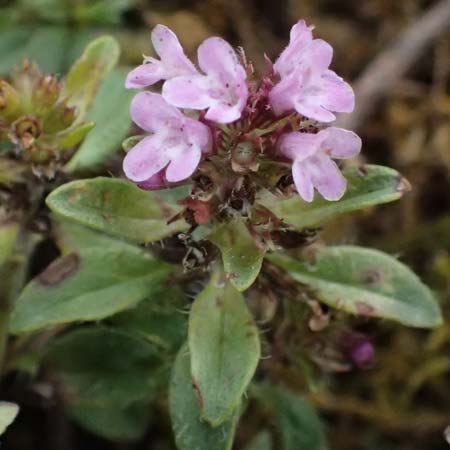 Thymus praecox subsp. hesperites \ Niederliegender Thymian / Procumbent Thyme, D Falkenstein 31.7.2025