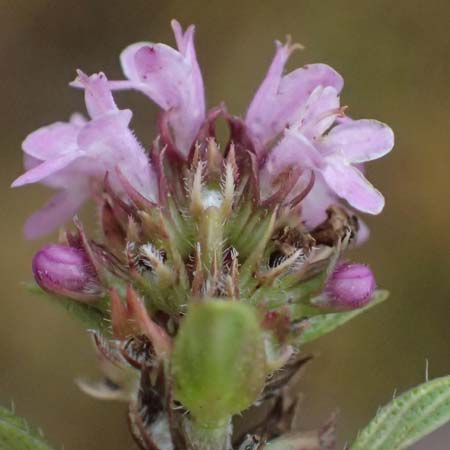 Thymus praecox subsp. hesperites \ Niederliegender Thymian / Procumbent Thyme, D Falkenstein 31.7.2025