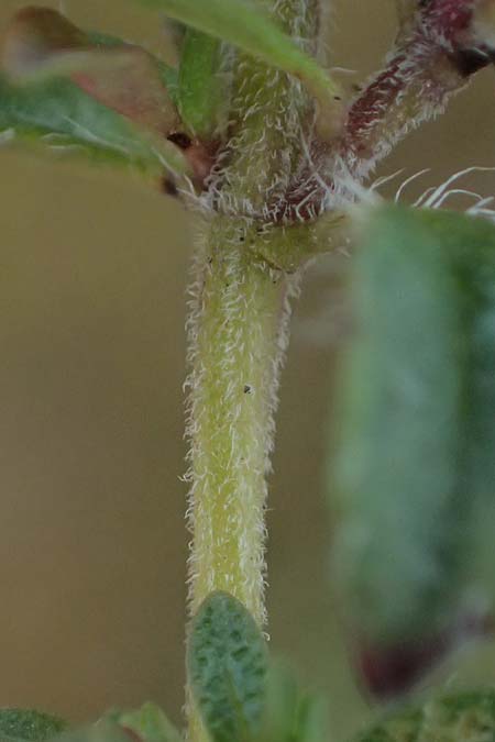 Thymus praecox subsp. hesperites \ Niederliegender Thymian / Procumbent Thyme, D Falkenstein 31.7.2025