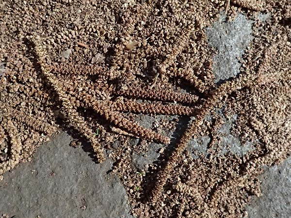 Corylus colurna \ Baum-Hasel / Turkish Hazel, D Mannheim 19.3.2026