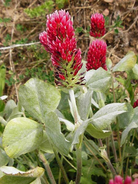 Trifolium incarnatum subsp. incarnatum \ Gew&ouml;hnlicher Inkarnat-Klee / Crimson Clover, D Enkenbach-Alsenborn 24.5.2015