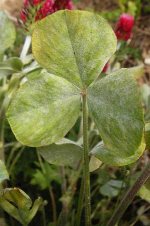 Trifolium incarnatum subsp. incarnatum \ Gew&ouml;hnlicher Inkarnat-Klee / Crimson Clover, D Enkenbach-Alsenborn 24.5.2015