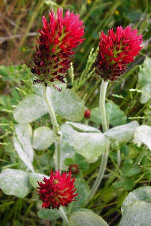 Trifolium incarnatum subsp. incarnatum \ Gew&ouml;hnlicher Inkarnat-Klee / Crimson Clover, D Enkenbach-Alsenborn 24.5.2015
