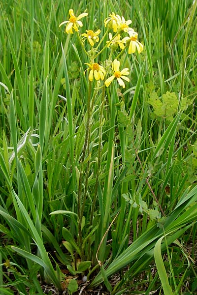 Tephroseris integrifolia \ Steppen-Greiskraut / Field Fleawort, D Grettstadt 1.6.2015