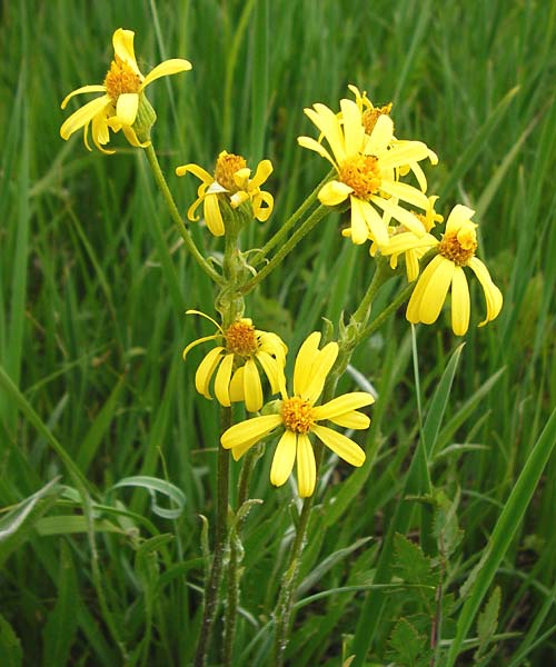 Tephroseris integrifolia \ Steppen-Greiskraut / Field Fleawort, D Grettstadt 1.6.2015