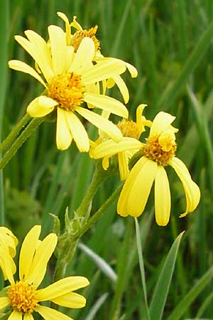 Tephroseris integrifolia \ Steppen-Greiskraut / Field Fleawort, D Grettstadt 1.6.2015