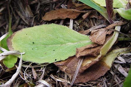Tephroseris integrifolia \ Steppen-Greiskraut / Field Fleawort, D Grettstadt 1.6.2015