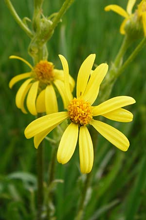 Tephroseris integrifolia \ Steppen-Greiskraut / Field Fleawort, D Grettstadt 1.6.2015