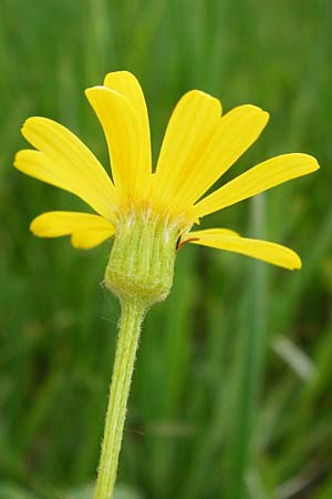 Tephroseris integrifolia \ Steppen-Greiskraut / Field Fleawort, D Grettstadt 1.6.2015
