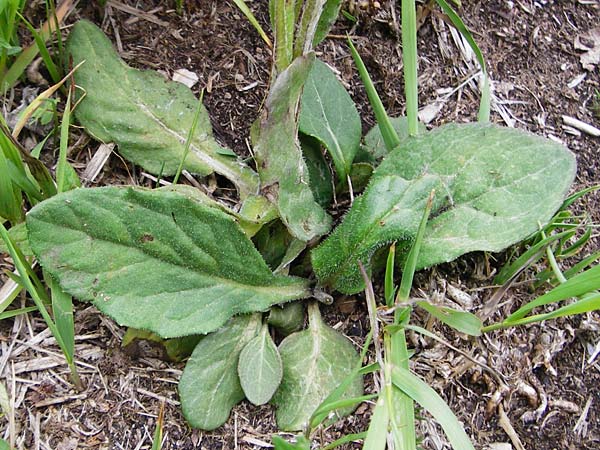 Tephroseris integrifolia \ Steppen-Greiskraut / Field Fleawort, D Grettstadt 1.6.2015