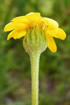 Tephroseris integrifolia \ Steppen-Greiskraut / Field Fleawort, D Grettstadt 1.6.2015