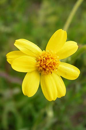 Tephroseris integrifolia \ Steppen-Greiskraut / Field Fleawort, D Grettstadt 1.6.2015