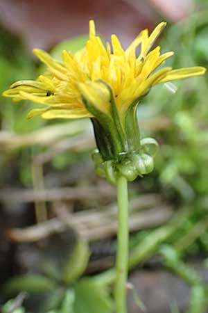 Taraxacum spec6 ? \ L�wenzahn / Dandelion, D Schriesheim-Altenbach 8.11.2015