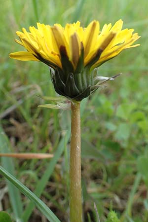 Taraxacum specH ? \ L�wenzahn / Dandelion, D Birkenheide 14.4.2018